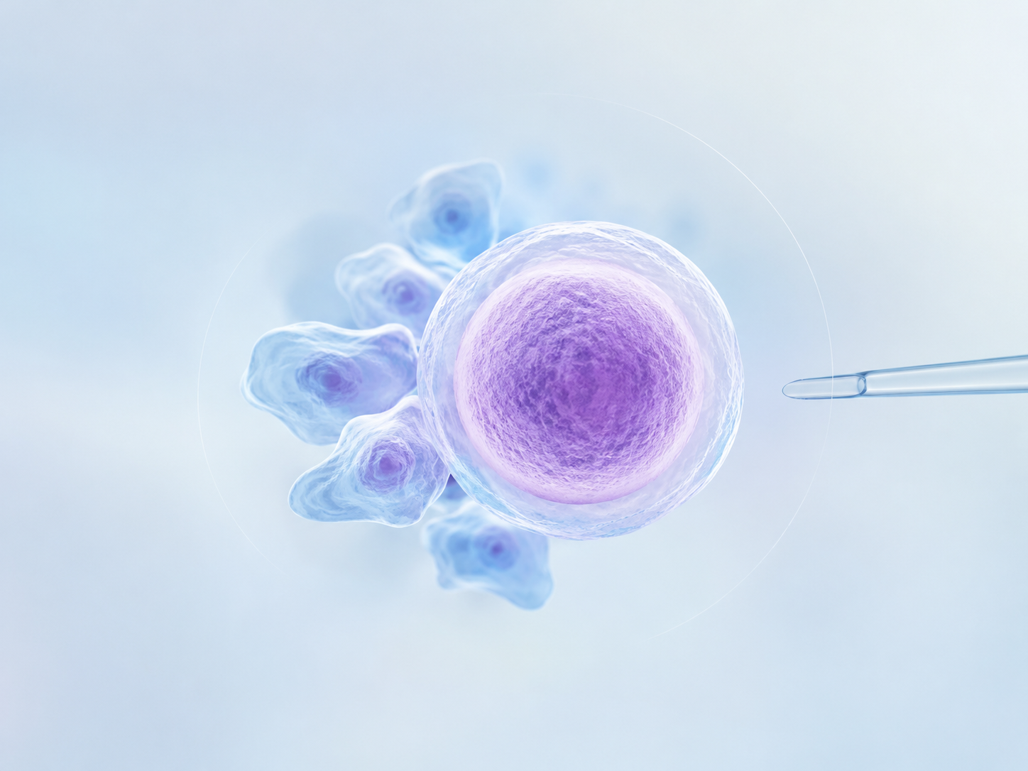 Engineered ovarian support cells supporting laboratory egg maturation in an investigational fertility treatment