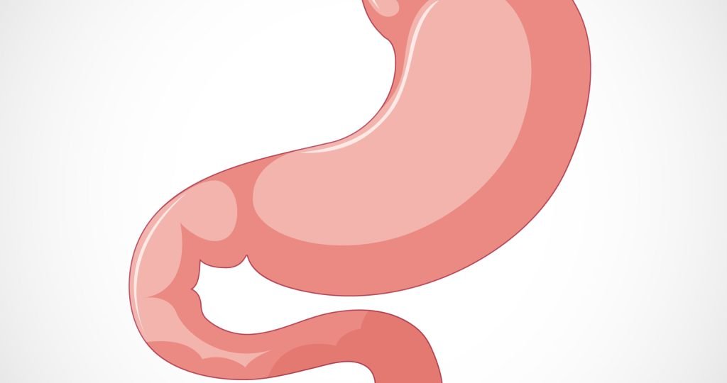 Human internal organ with stomach illustration