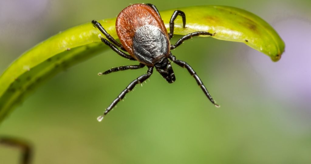 Illustration of TNX-4800 monoclonal antibody blocking Borrelia burgdorferi inside an infected deer tick to prevent Lyme disease transmission following FDA alignment on the Phase 2 study design.