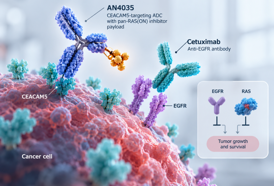 Diagram of AN4035 CEACAM5-targeting antibody-drug conjugate combining with cetuximab to inhibit EGFR and RAS pathways