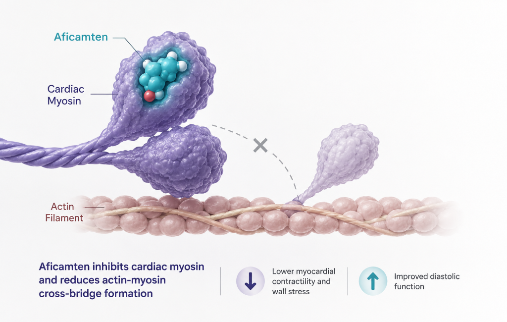 Aficamten improves exercise capacity and health status in nonobstructive hypertrophic cardiomyopathy