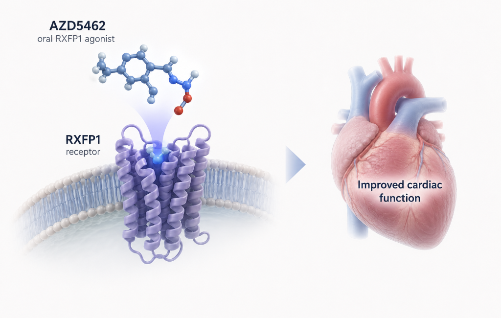 AZD5462 oral relaxin agonist studied in LUMINARA Phase IIb trial for heart failure