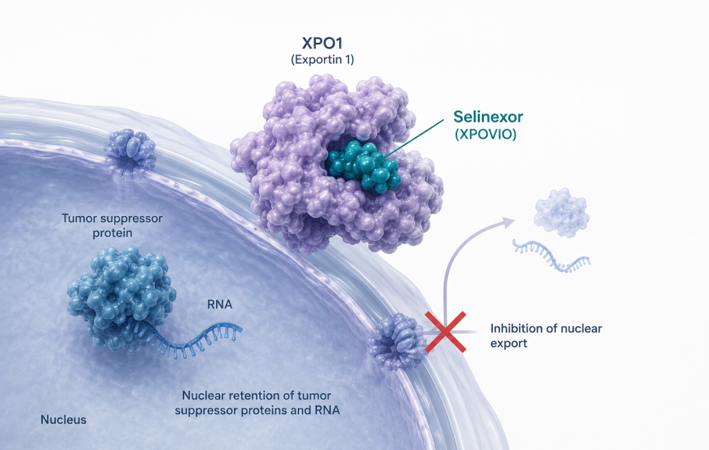 Karyopharm XPOVIO selinexor plus ruxolitinib for myelofibrosis