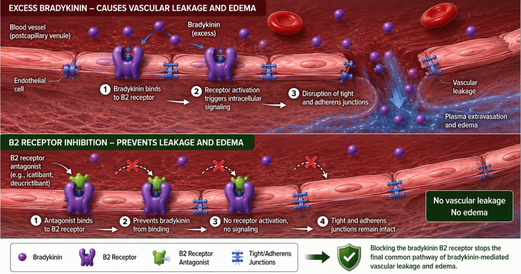 Illustration of bradykinin B2 receptor signaling and therapeutic antagonism in hereditary and acquired bradykinin-mediated angioedema, highlighting vascular permeability and emerging oral B2 receptor-targeted therapies.