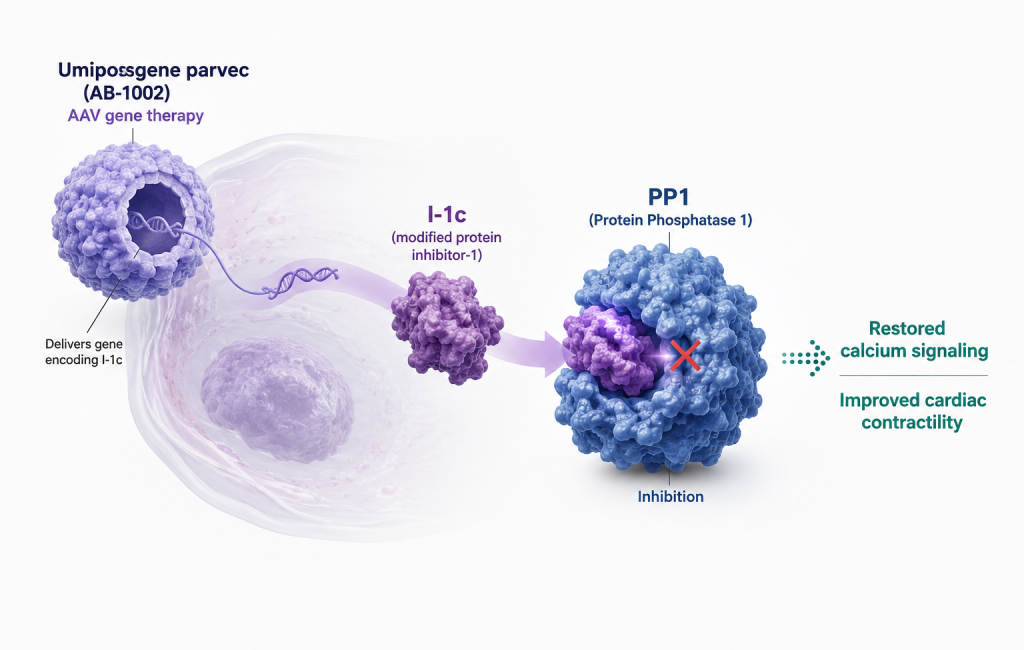 AskBio GenePHIT trial evaluates umiposgene parvec gene therapy in non-ischemic HFrEF