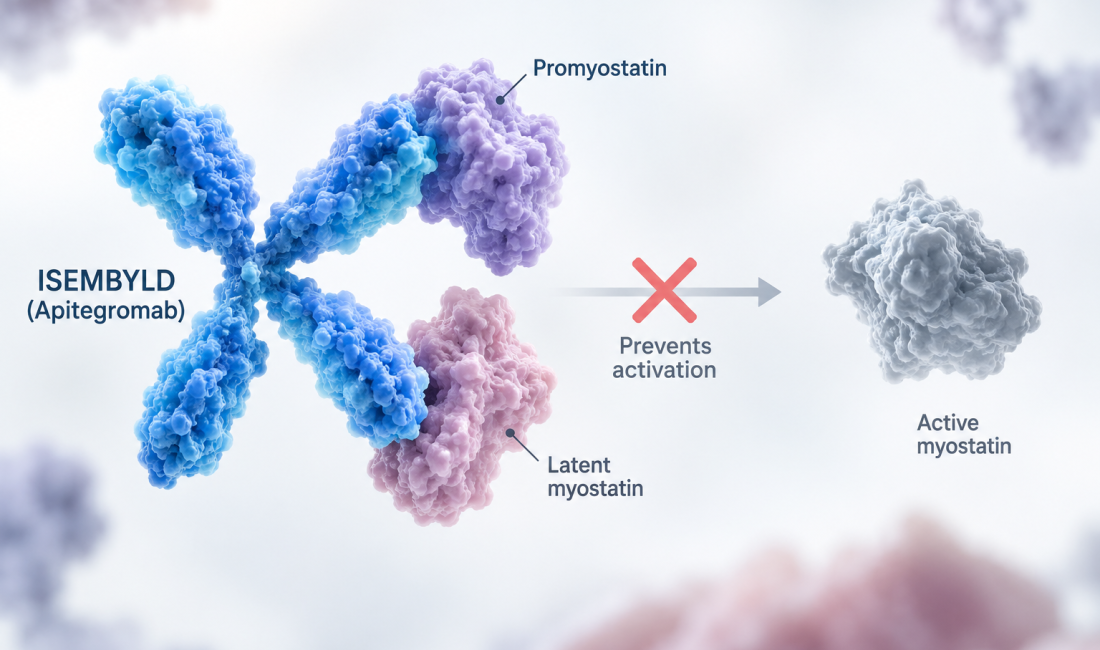 ISEMBYLD apitegromab approved by FDA as a muscle-targeted treatment for spinal muscular atrophy