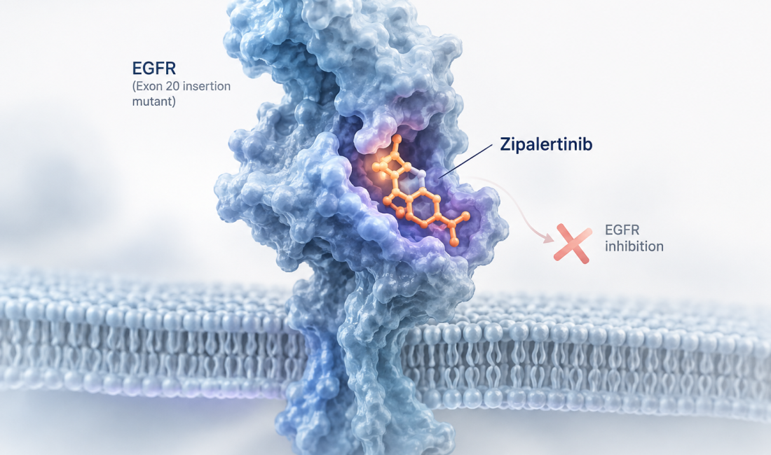 Zipalertinib plus chemotherapy improves progression-free survival in EGFR exon 20 insertion-positive NSCLC in the REZILIENT3 Phase 3 trial