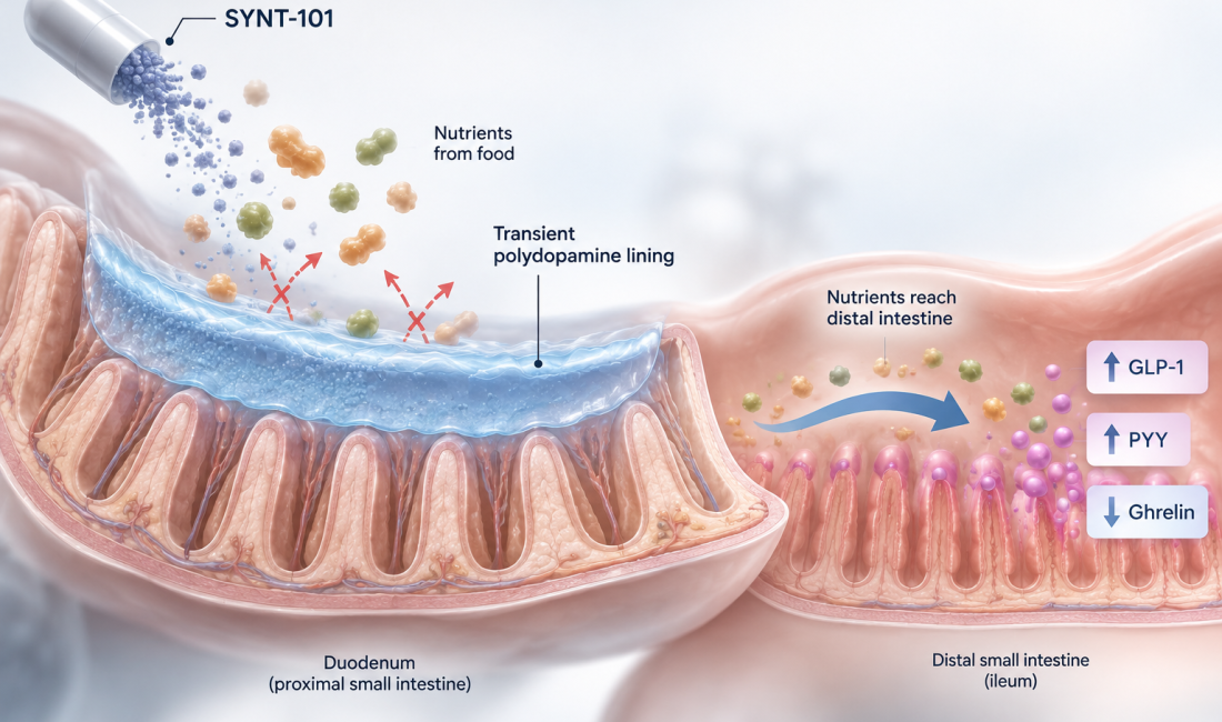 SYNT-101 oral obesity therapy showing local intestinal action and multi-hormonal satiety response