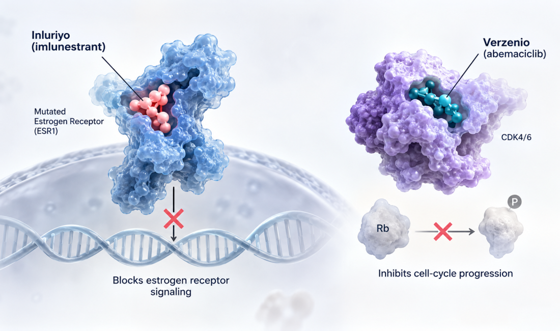 FDA approval of Inluriyo and Verzenio combination for ESR1-mutated breast cancer