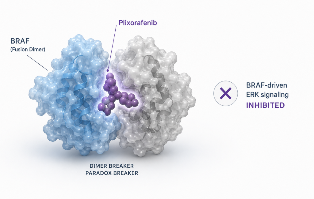 Plixorafenib BRAF inhibitor for BRAF fusion-positive solid tumors