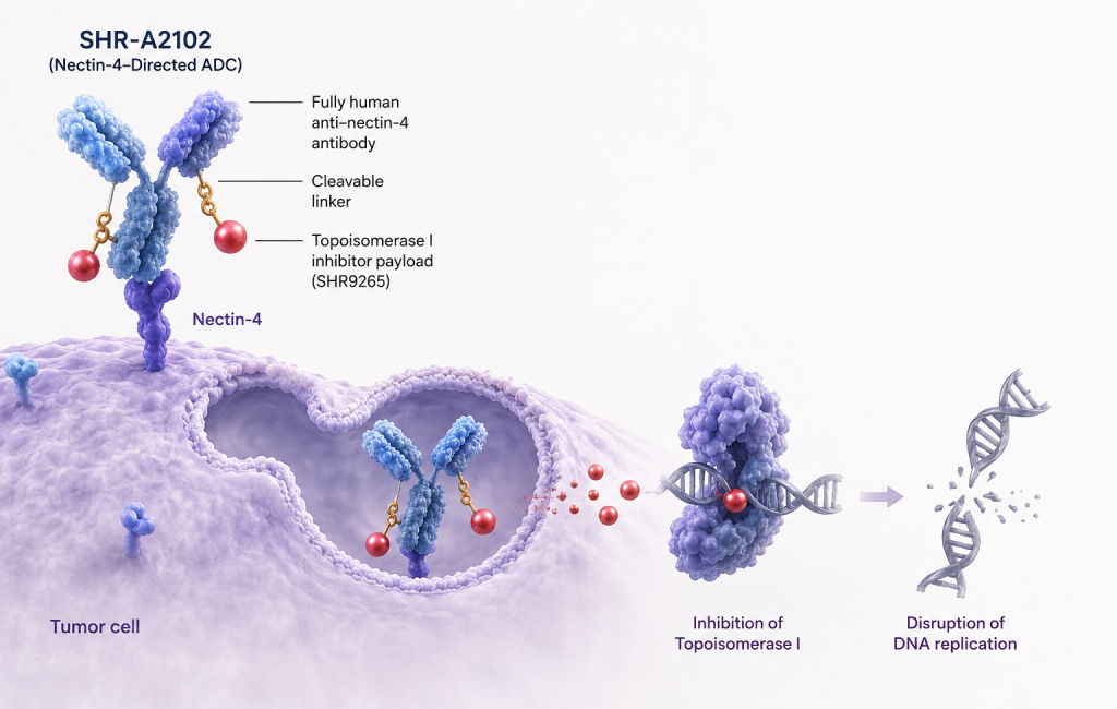SHR-A2102 nectin-4 antibody-drug conjugate phase 1 trial in advanced solid tumors