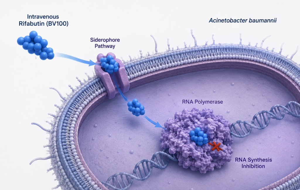 BioVersys BV100 receives FDA Fast Track designation for carbapenem-resistant Acinetobacter pneumonia