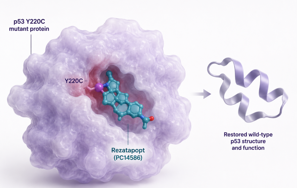 Rezatapopt shows 46% response rate in TP53 Y220C-mutated ovarian cancer