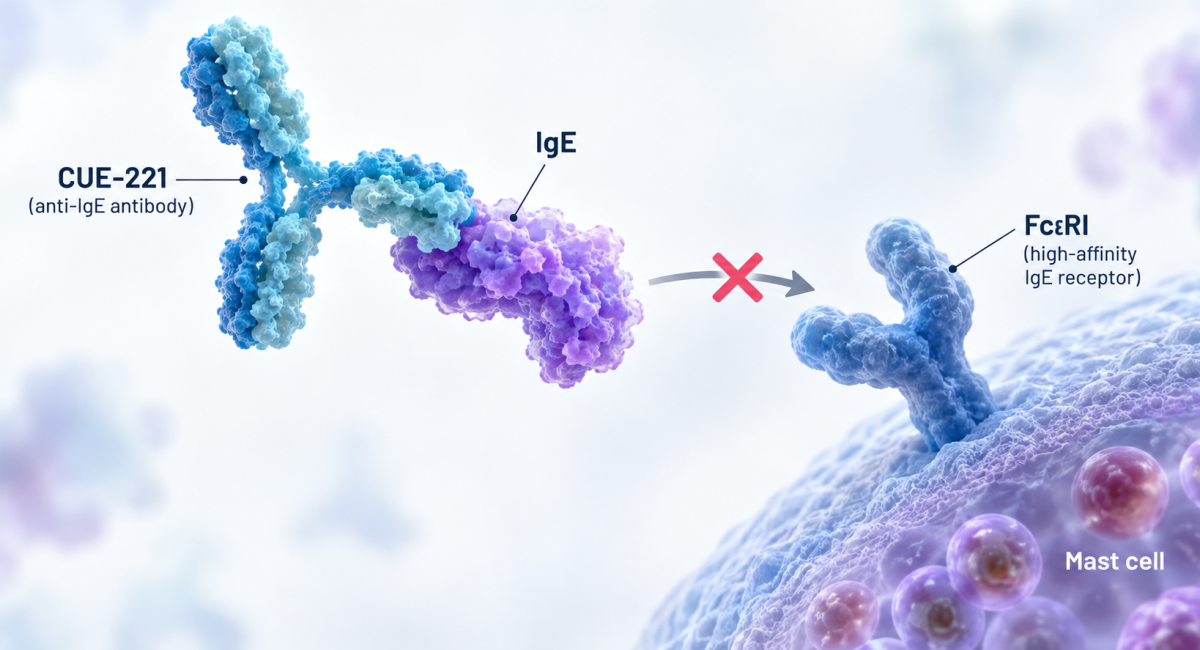 CUE-221 anti-IgE antibody blocking IgE binding to FcεRI in chronic spontaneous urticaria