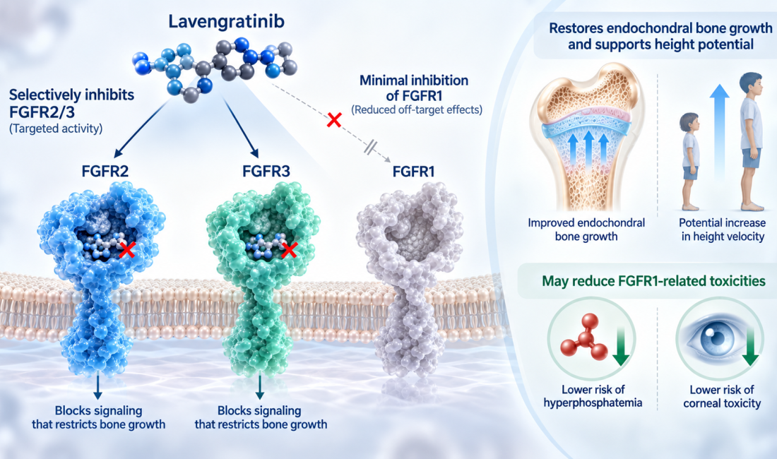 Lavengratinib ABSK061 FGFR2 FGFR3 inhibitor for children with achondroplasia