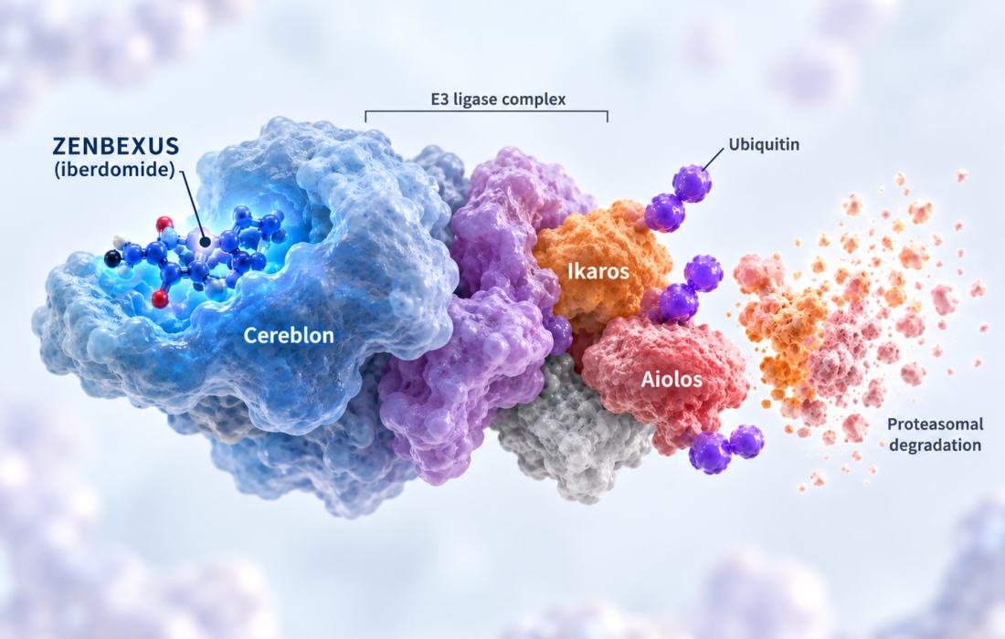 ZENBEXUS iberdomide combined with daratumumab and dexamethasone in relapsed or refractory multiple myeloma