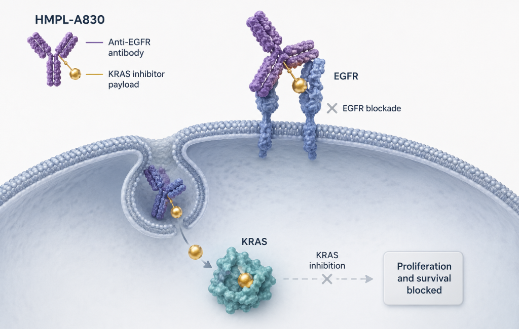 HUTCHMED HMPL-A830 KRAS-EGFR antibody-targeted therapy conjugate