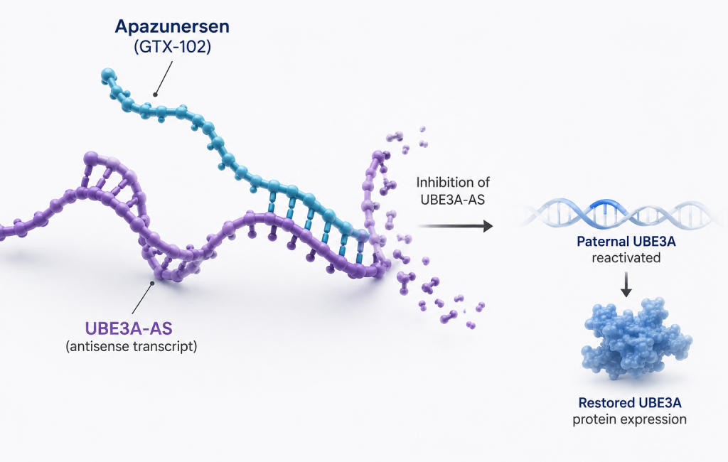 Apazunersen GTX-102 Phase 3 Aspire trial in Angelman syndrome