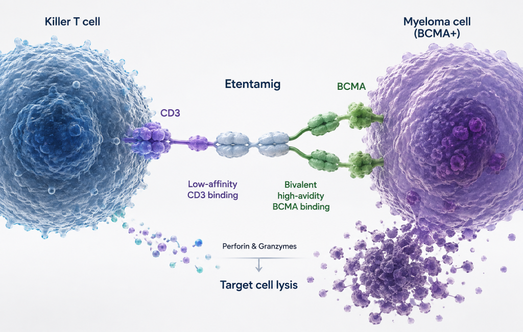 Etentamig Phase 3 CERVINO trial results in relapsed/refractory multiple myeloma