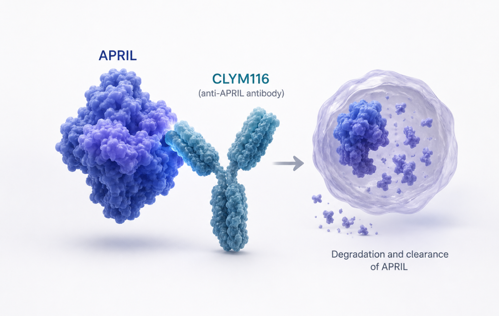 CLYM116 anti-APRIL antibody shows durable APRIL and IgA suppression in Phase 1 study for IgA nephropathy
