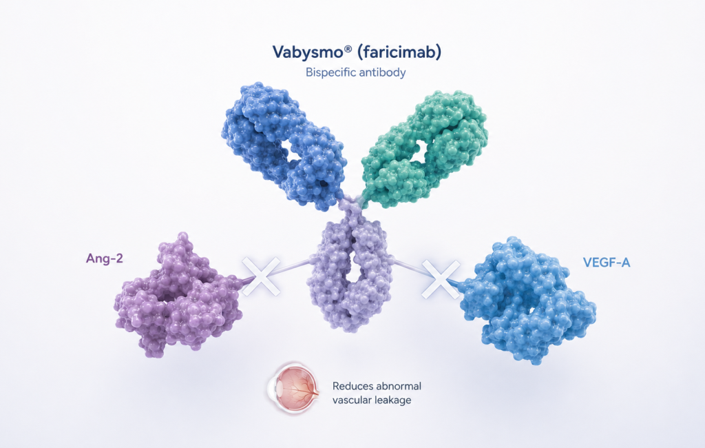 Roche’s Vabysmo (faricimab) delivered sustained improvements in visual acuity and retinal health in Asian patients with polypoidal choroidal vasculopathy (PCV)