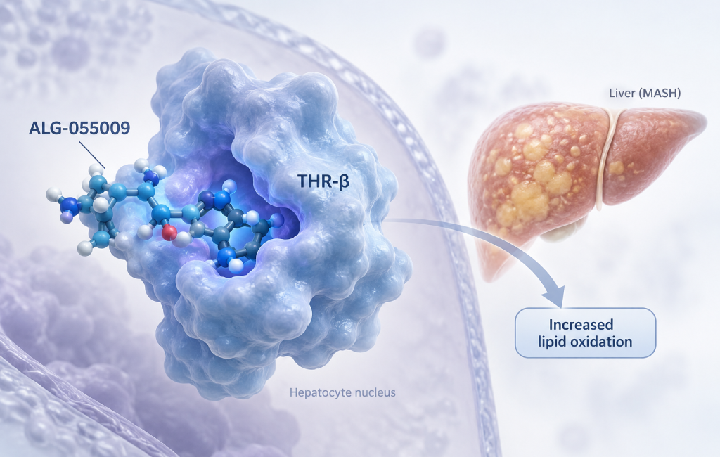 ALG-055009 reduced liver fat in adults with MASH in the phase 2a HERALD trial