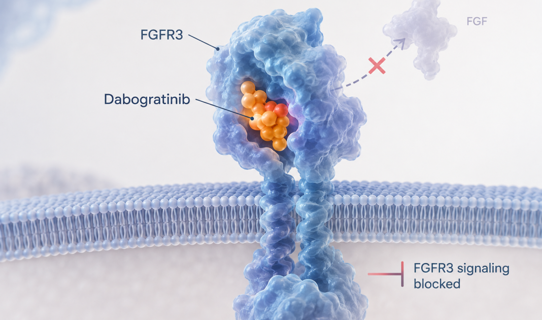 Dabogratinib Phase 2 SURF302 study in FGFR3-altered non-muscle invasive bladder cancer