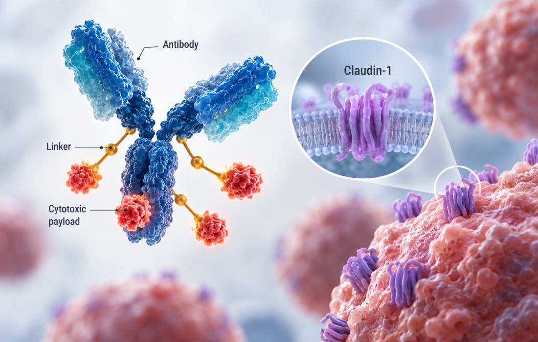 Alentis Therapeutics and PinotBio collaboration to develop next-generation claudin-1-targeted antibody-drug conjugates for cancer treatment.