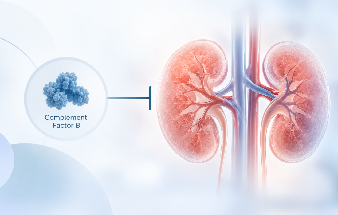 Conceptual medical illustration of complement factor B inhibition and kidney inflammation in IgA nephropathy