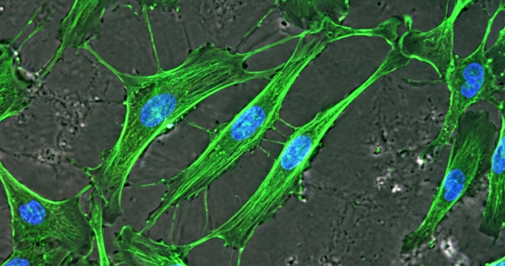 NeuroScientific StemSmart mesenchymal stem cell therapy advances to Phase 2 after 80% clinical response in fistulising Crohn's disease under Australia's TGA Special Access Scheme.