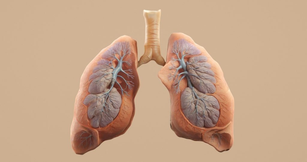 Lungs (2)