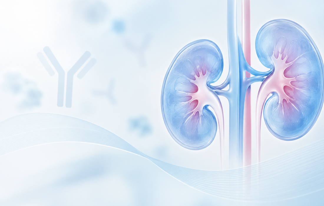 Telitacicept Phase 3 TELIGAN trial results showing sustained kidney function preservation in IgA nephropathy