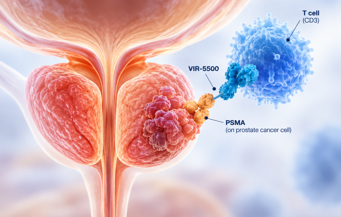 Scientific illustration of VIR-5500, an investigational PSMA-targeted T-cell engager for advanced prostate cancer