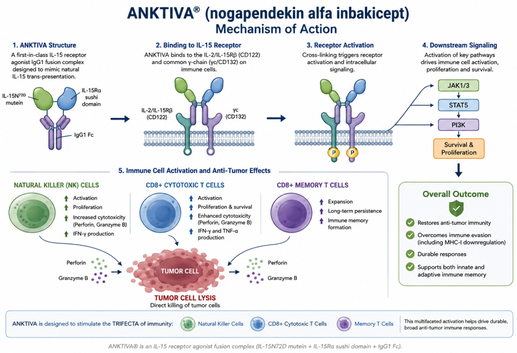 Mechanism of action of ANKTIVA (nogapendekin alfa inbakicept), showing IL-15 receptor activation, JAK/STAT signaling, NK cell and CD8+ T-cell activation, memory T-cell formation, and tumor cell lysis.