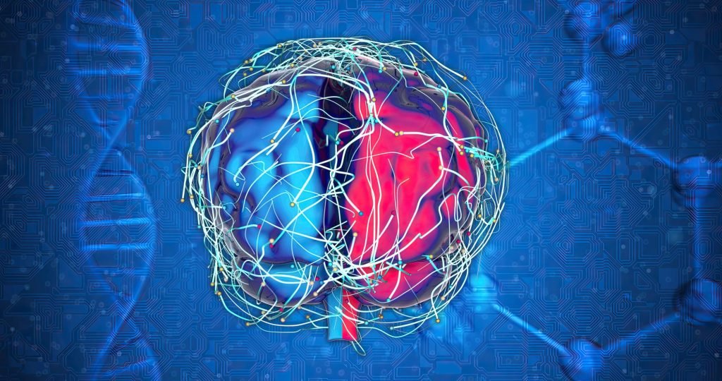 brain