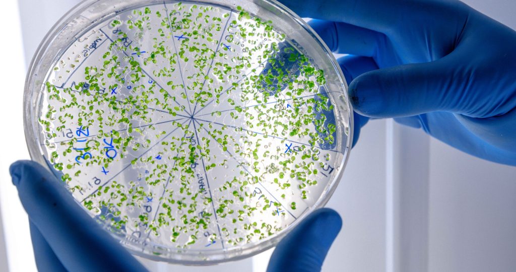 laboratory-worker-examining-green-substance-petri-dish-while-conducting-coronavirus-research_11zon laboratory-worker-examining-green-substance-petri-dish-while-conducting-coronavirus-research_11zon