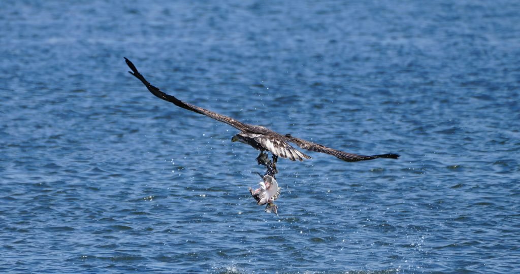 Eagle catching fish from the water surface, showcasing nature's raw hunting skill.