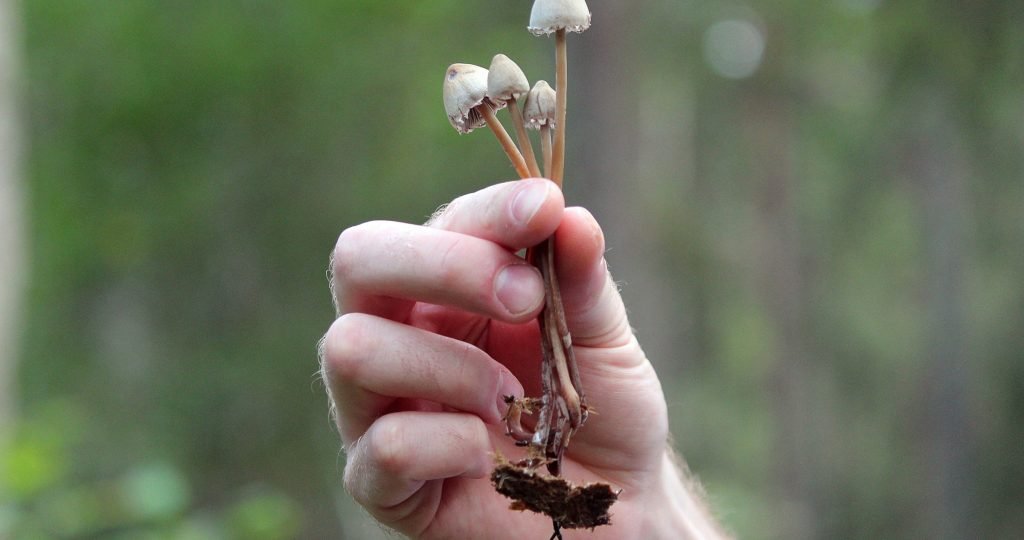 FDA releases its first guidance for clinical development of psychedelic drugs, outlining recommendations for trial design, psychotherapy evaluation, safety monitoring, and regulatory requirements.